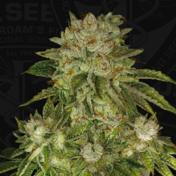 mk-ultra-cake-de-th-seeds