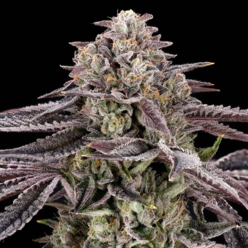 monaco-feminizada-nine-weeks-harvest