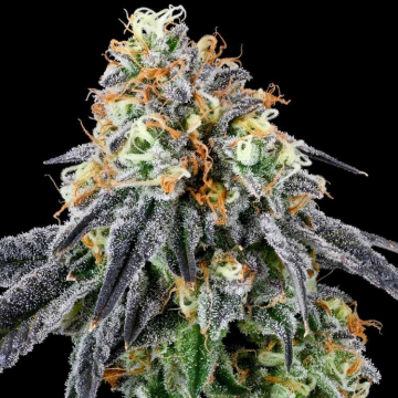 Semillas Feminizadas Nose Candy de Grounded Genetics