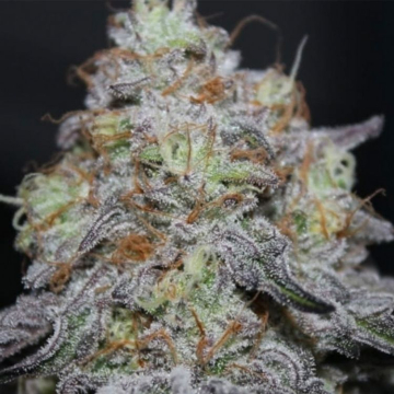 Semillas Feminizadas Offshore de Grounded Genetics