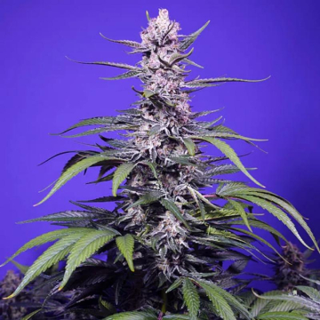 permanent-marker-xl-auto-de-sweet-seeds