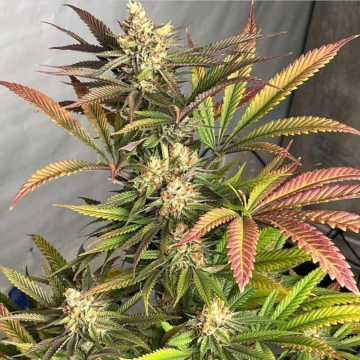 semillas-piña-oz-feminizadas-de-karma-genetics