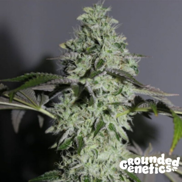 pink-giraffe-(7)-semillas-feminizadas-de-grounded-genetics