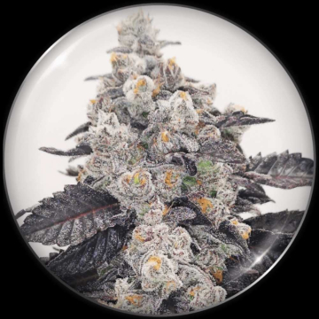 semillas-pink-sherbert-de-medical-seeds