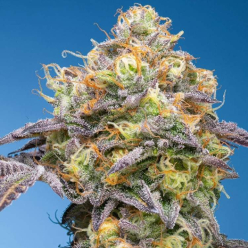 Semillas Feminizadas Plumpz de Grounded Genetics