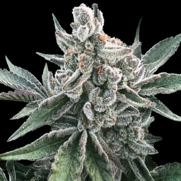 polar-gelato-auto-de-silent-seeds
