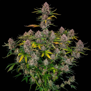 Purplenade XXL Auto