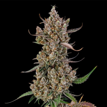 Rainbow Breath Auto