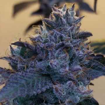 Semillas Feminizadas Raspberry Z de Grounded Genetics