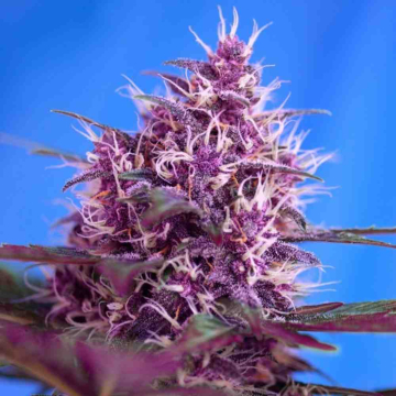 Red Poison Auto
