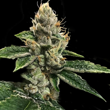 RP 43' aka Richard Petty de DNA Genetics