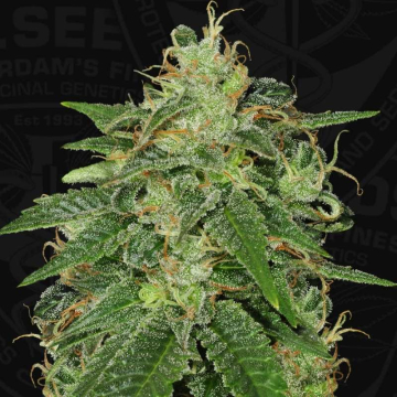 s.a.g.e.-feminizada-th-seeds