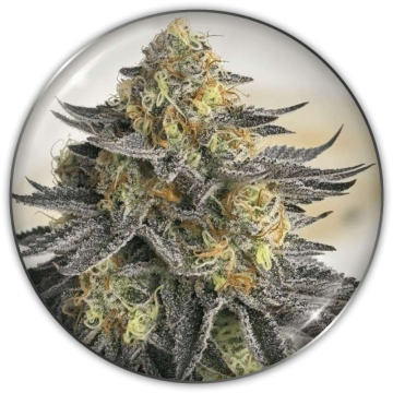 Sanativa CBD Auto