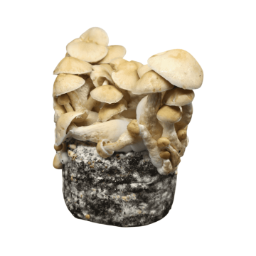 setas-cascadian-teacher setas-cascadian-teacher