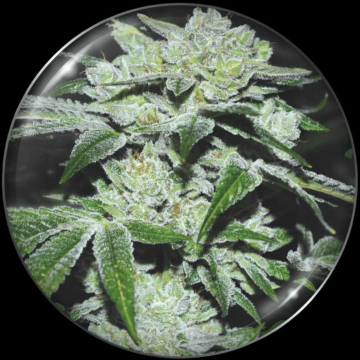 semillas-sour-glue-de-medical-seeds semillas-sour-glue-de-medical-seeds