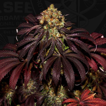stracciatella-do-si-dos-x-sbc-de-th-seeds