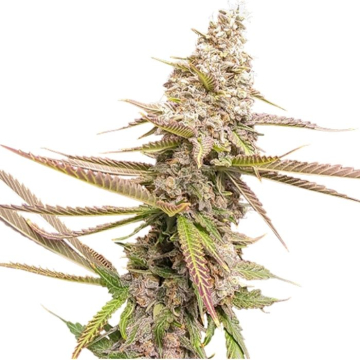 strawberry-cookies-de-super-sativa-seed-club