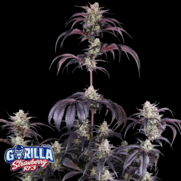 semillas-strawberry-gorilla-auto-rf3-de-fast-buds
