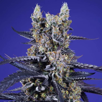semillas-super-boof-xl-auto-de-sweet-seeds