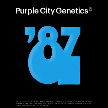 semillas-swayze-regulares-de-purple-city-genetics