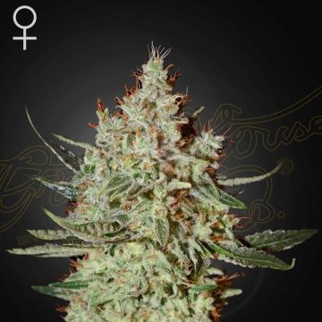 semillas-de-trainwreck-de-green-house-seeds