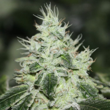 Tropical Sour de Grounded Genetics