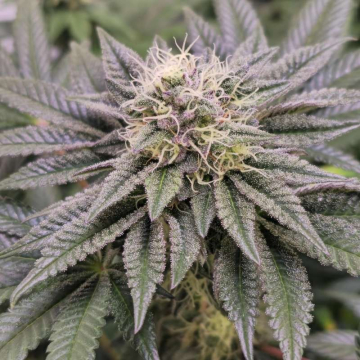 Tropicana Cherry Feminizada Granel