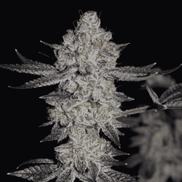 Tropicana Cookies FF