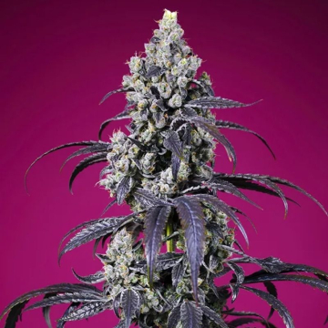 semillas-tropicanna-cherry-xl-auto-de-sweet-seeds