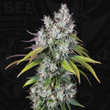 underdawg-og-de-th-seeds