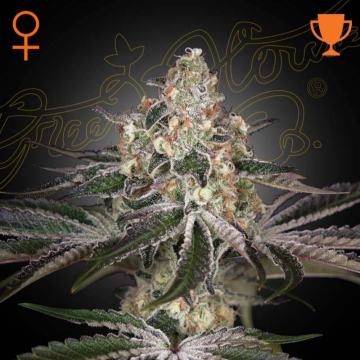 semillas-de-white-widow-de-green-house-seeds semillas-de-white-widow-de-green-house-seeds