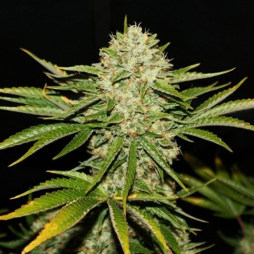 wreckage-902530.jpg wreckage-902530.jpg