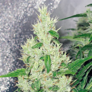 y-griega-medical-seeds.jpg