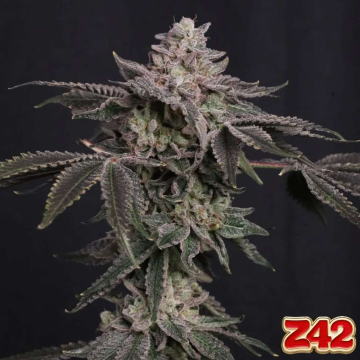 Z42