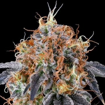 Zilk Road de Grounded Genetics
