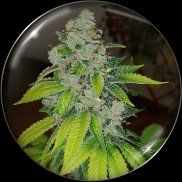 semillas-zkittlez-feminizadas-de-medical-seeds