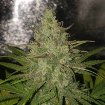 Zkittlez Granel Premium