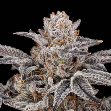 zorroz-2.0-nine-weeks-harvest