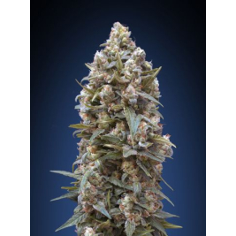 00-kush.jpg 00-kush.jpg