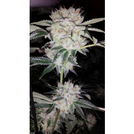 18-white-fire-43.jpg 18-white-fire-43.jpg