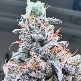 Swoosh de Grounded Genetics Swoosh de Grounded Genetics