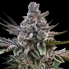 acai-jelly-silent-seeds