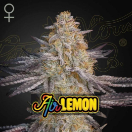 Air Lemon (Super Lemon Haze x RS11)