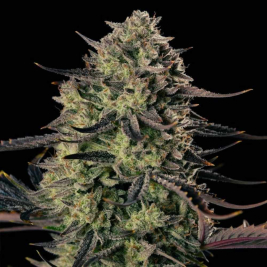alien-gas-xxl-auto-de-silent-seeds alien-gas-xxl-auto-de-silent-seeds