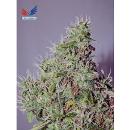 amnesia-mistery.jpg amnesia-mistery.jpg