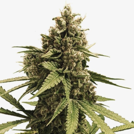 Apple Pie Feminizada a Granel Apple Pie Feminizada a Granel