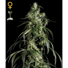 arjans-haze-1-green-house-seeds.jpg arjans-haze-1-green-house-seeds.jpg