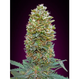 auto-bubble-gum.jpg auto-bubble-gum.jpg