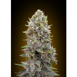 auto-cheeseberry.jpg auto-cheeseberry.jpg