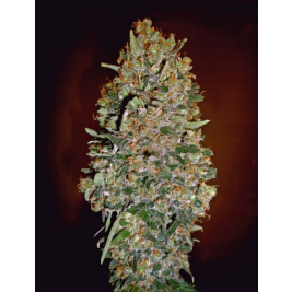 auto-chocolate-skunk.jpg auto-chocolate-skunk.jpg